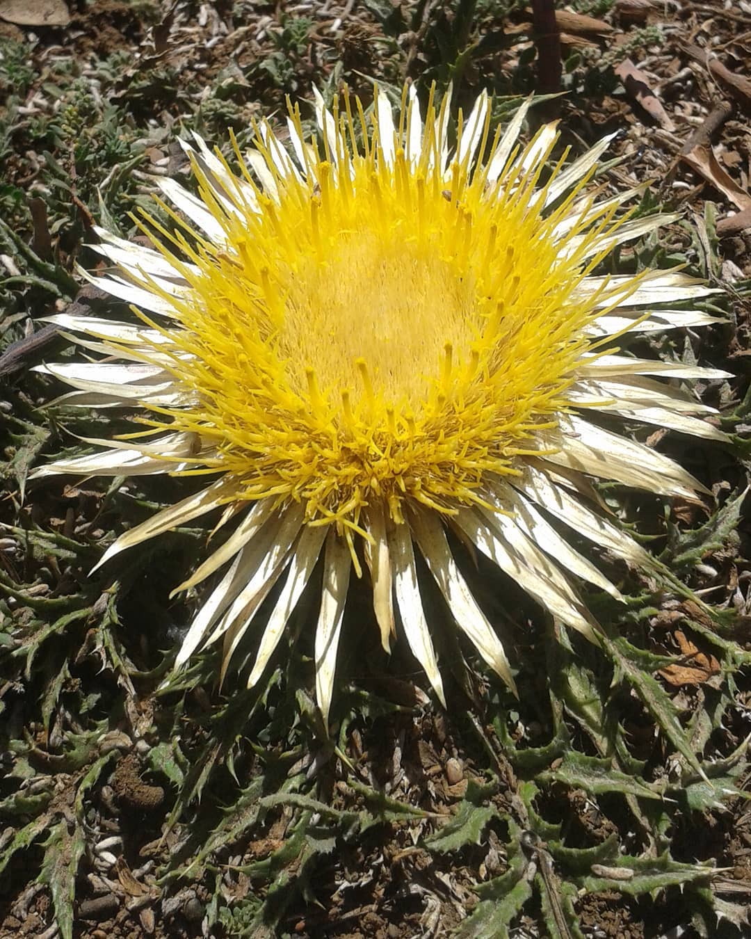 carlina_atlantica