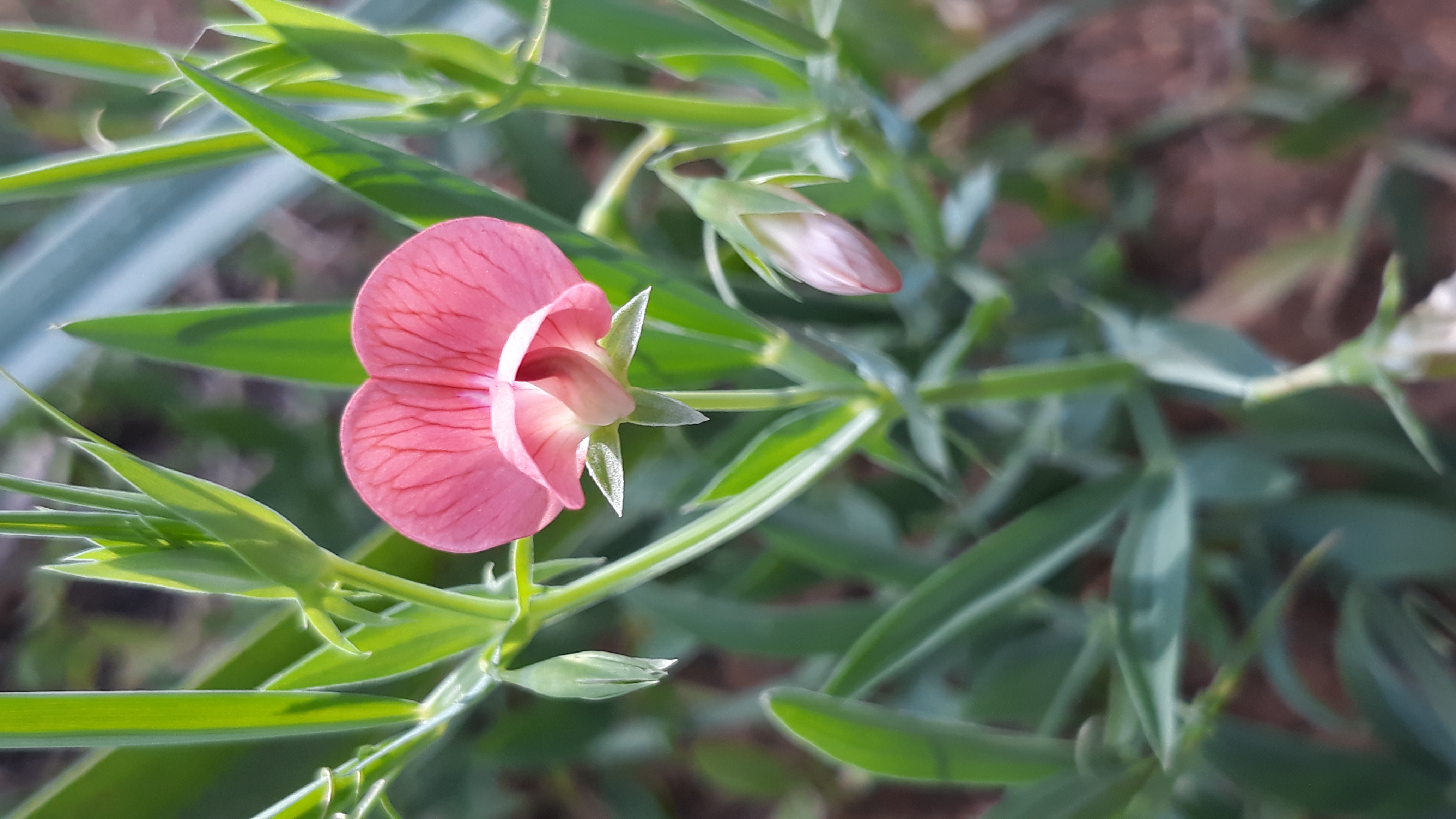 lathyrus_cicera