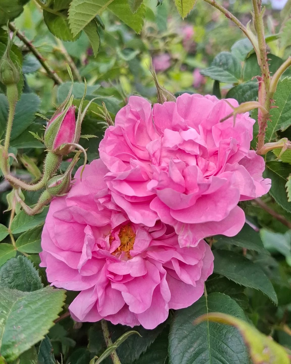 rosa_damascina
