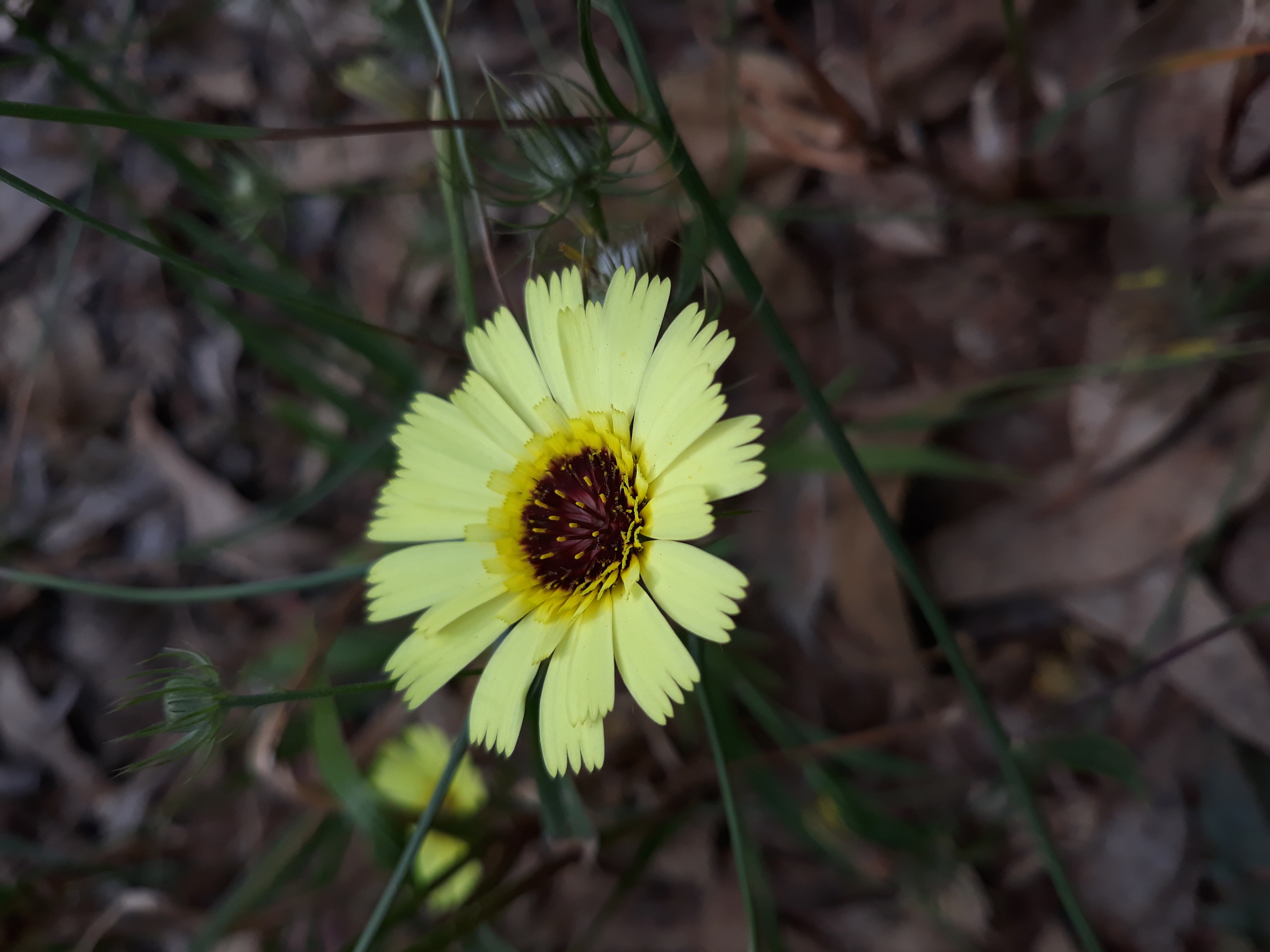 tolpis_barbata